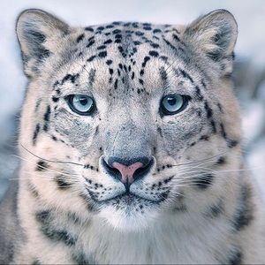 Meet your Posher, Mameko